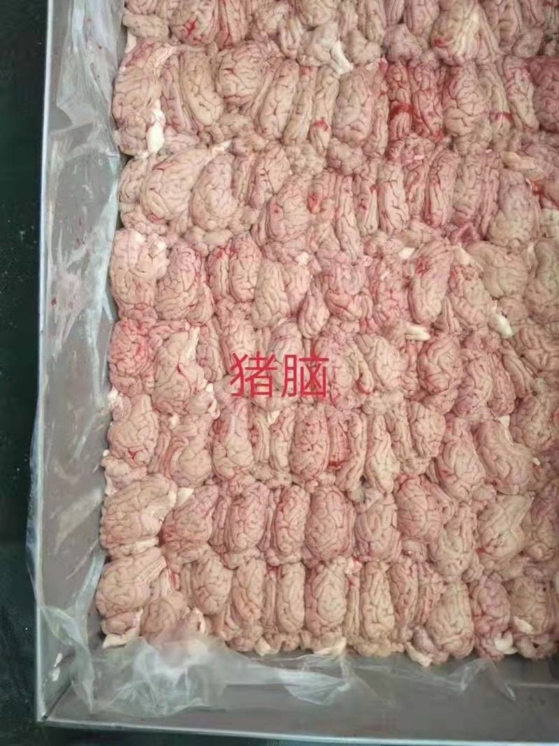 山东精品猪脑花猪脑2.5元一个每件96个品质保证