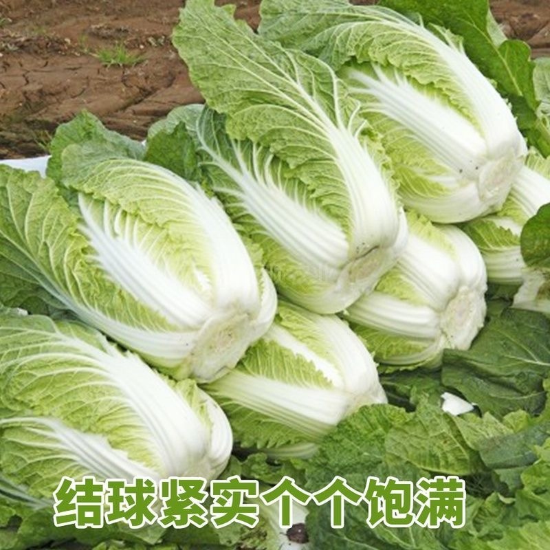 【实力供货】万亩夏阳白菜一手货源物美价廉可对接商超