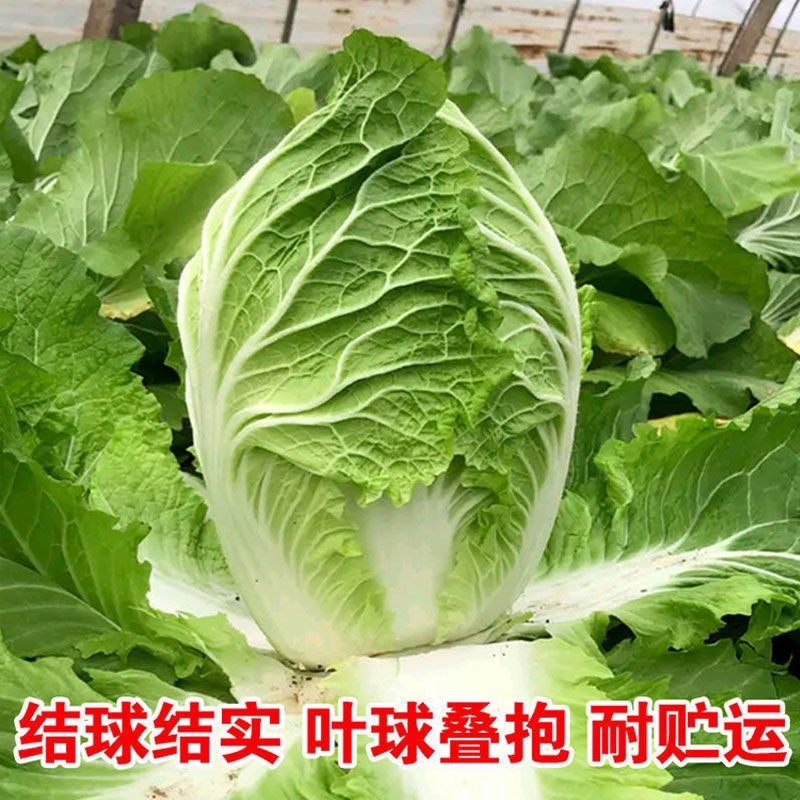 【实力供货】万亩夏阳白菜一手货源物美价廉可对接商超