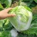 【实力供货】万亩夏阳白菜一手货源物美价廉可对接商超