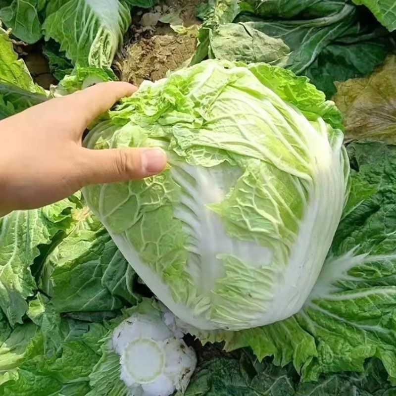 【实力供货】万亩夏阳白菜一手货源物美价廉可对接商超