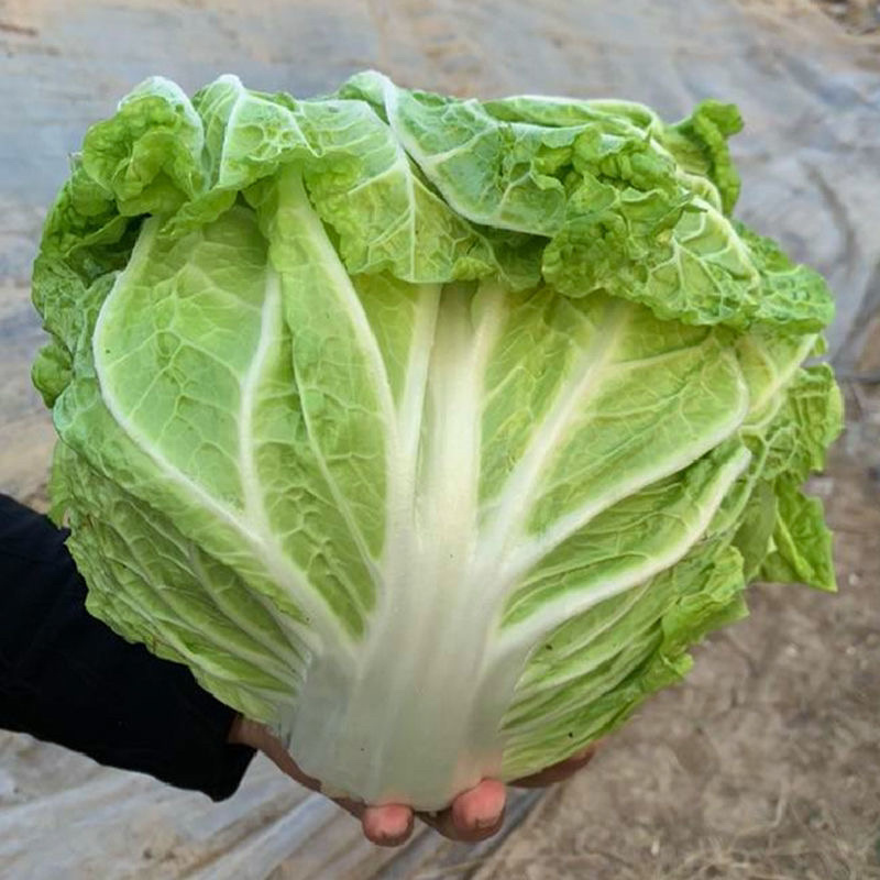 【实力供货】万亩夏阳白菜一手货源物美价廉可对接商超
