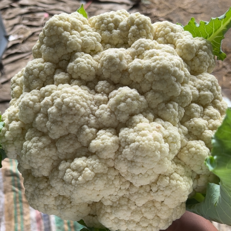 精品菜花白面青梗大量有货对接电商市场社区团购