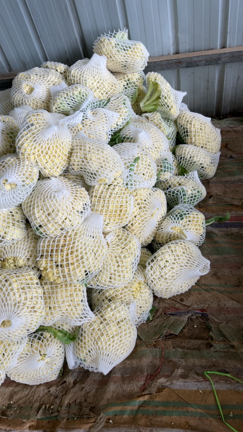 精品菜花白面青梗大量有货对接电商市场社区团购