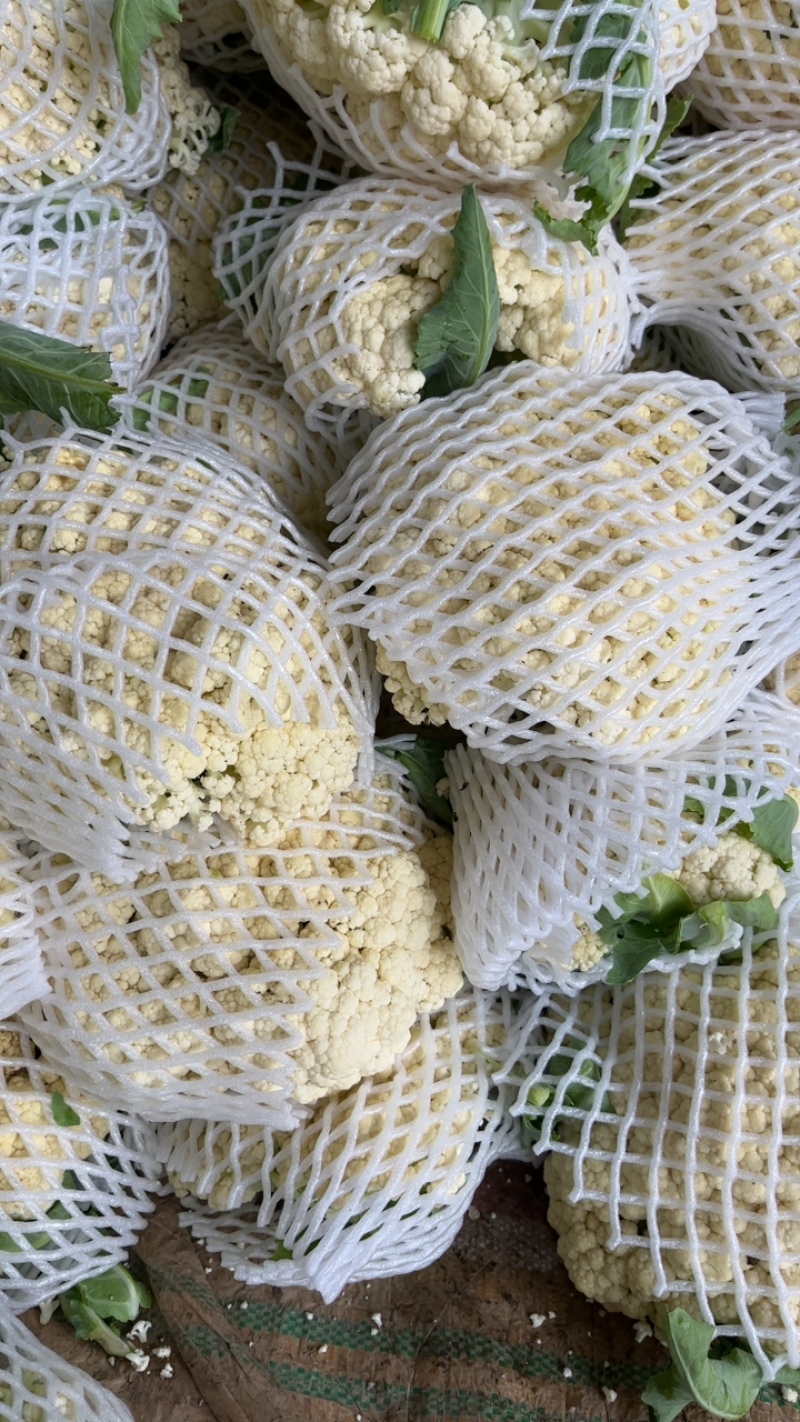 精品菜花白面青梗大量有货对接电商市场社区团购