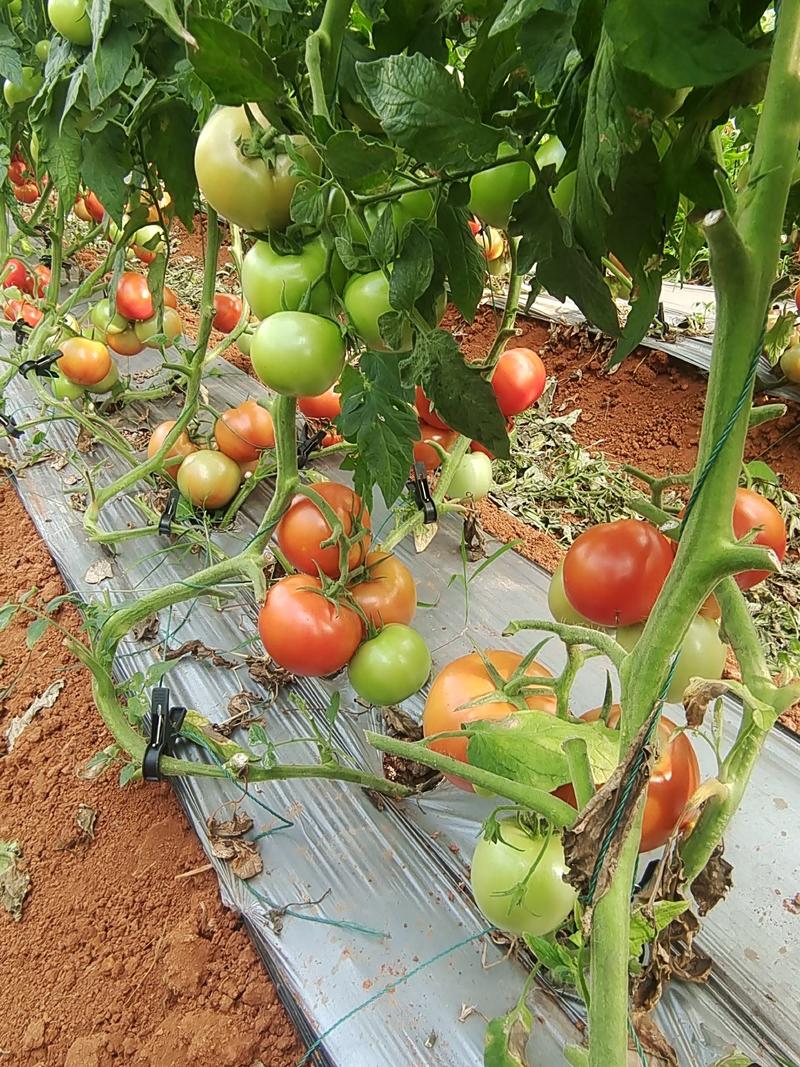 云南文山硬粉西红柿大量上市产地一手货源欢迎来电咨询