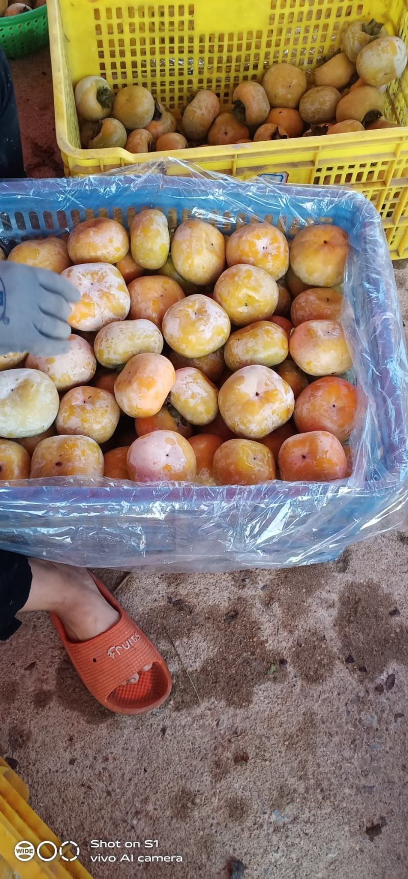 石灰水泡甜脆柿