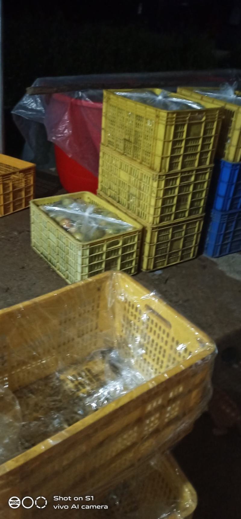 石灰水泡甜脆柿