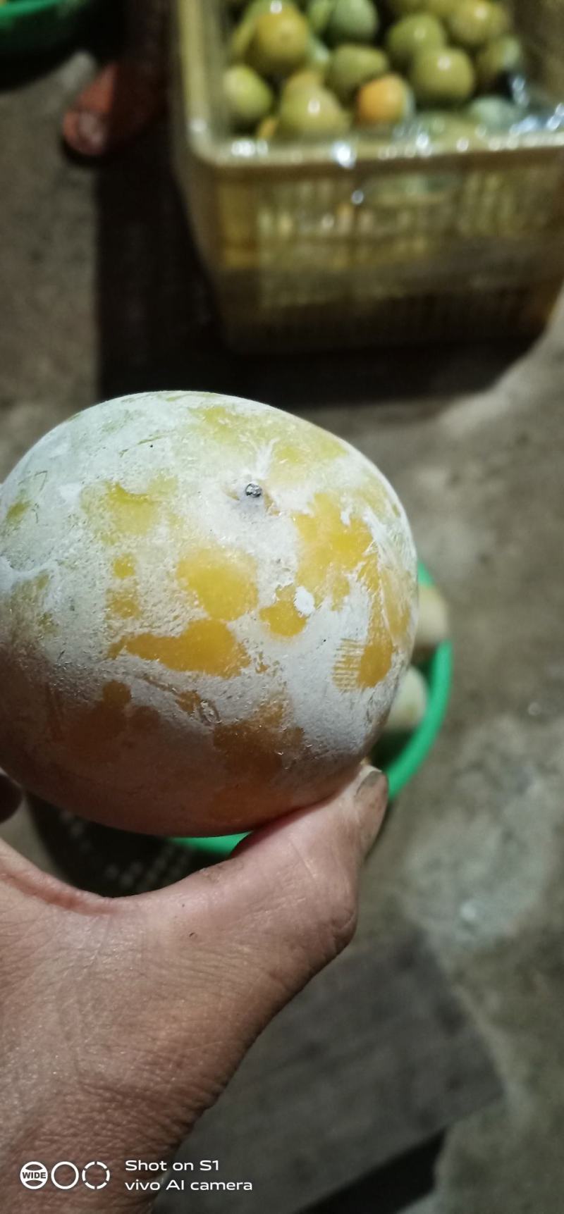 石灰水泡甜脆柿