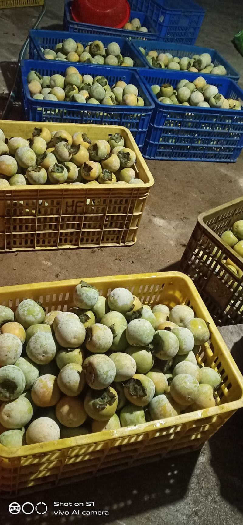 石灰水泡甜脆柿