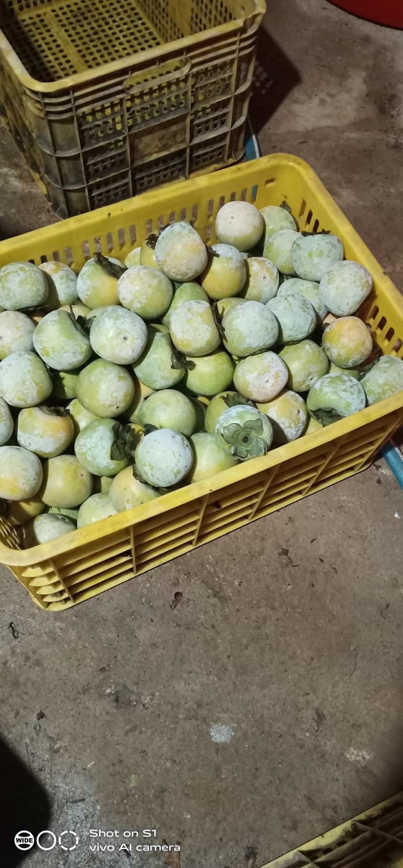 石灰水泡甜脆柿