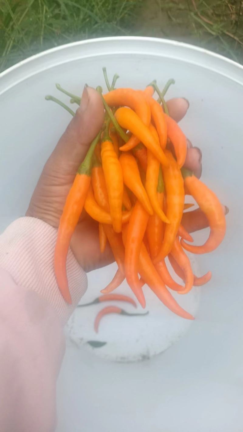 黄金艳