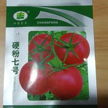 硬粉七号番茄种子