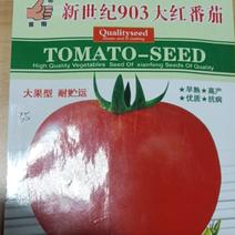 新世纪903大红番茄种子