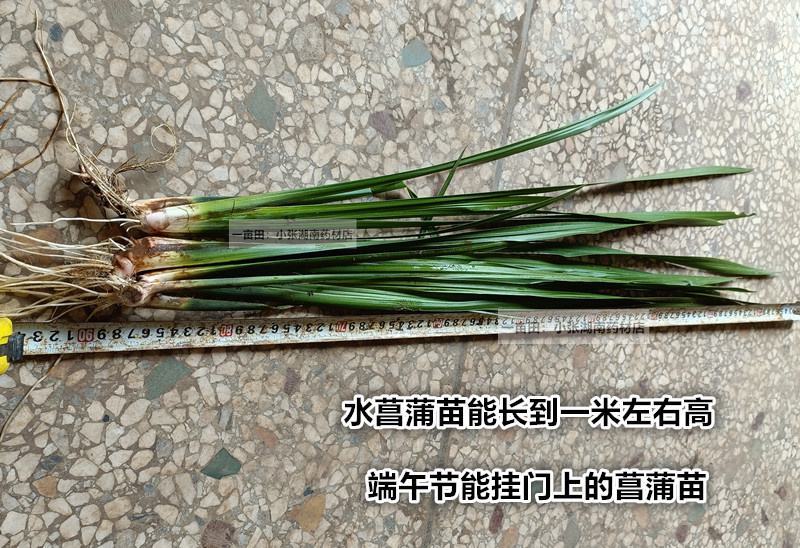 水菖蒲根臭蒲根鲜货湖南野生药材新鲜水菖蒲根包邮