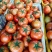 云南西红柿大红西红柿，产地直发，货源稳定供应全国市场