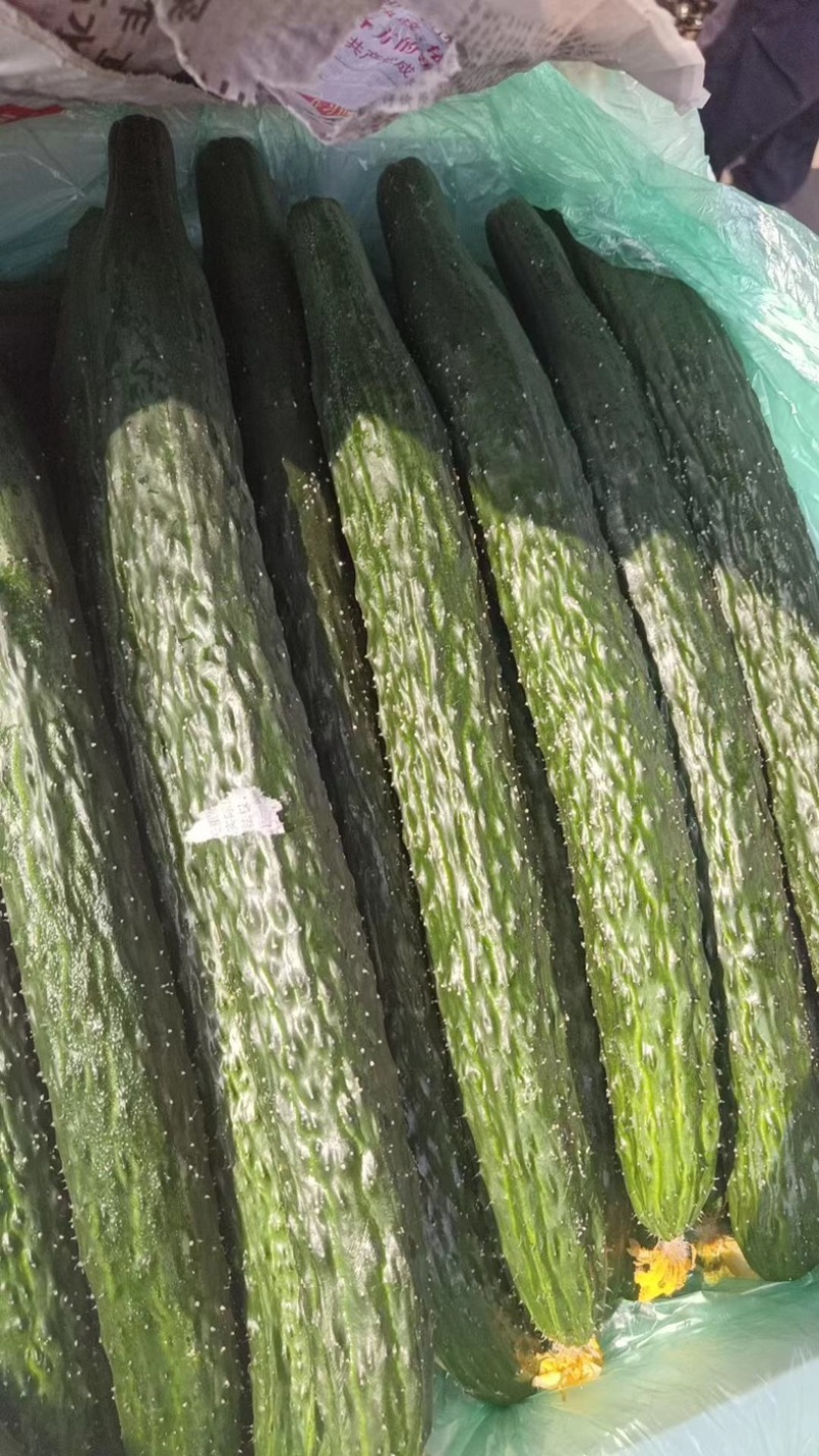云南黄瓜，顶花带刺黄瓜产地直发，货源稳定供应全国市场