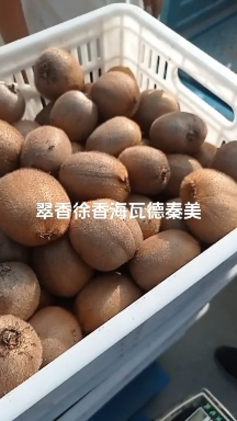 翠香猕猴桃有发大车团购快递的联系