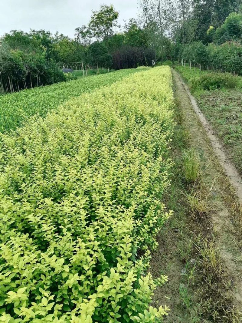 金叶女贞，产地直销，规格齐全
