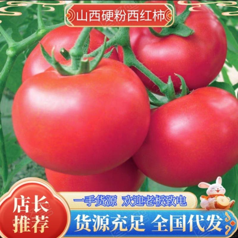 山西硬粉西红柿产地直发货源充足对接电商批发商