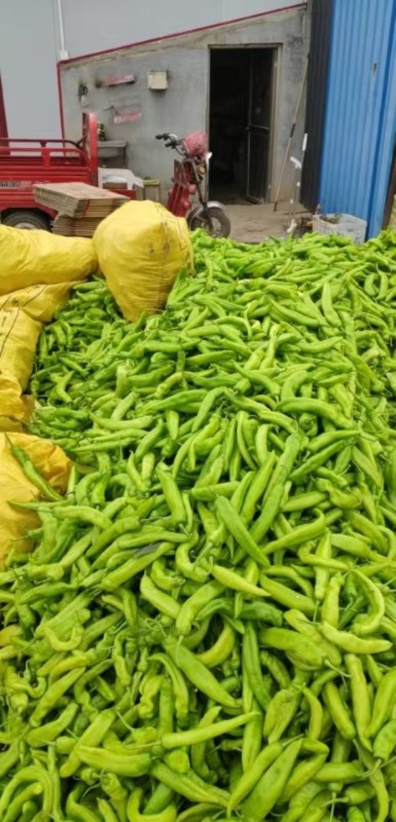 精品黄皮辣椒，青黄皮辣椒，价格合理，产地直供