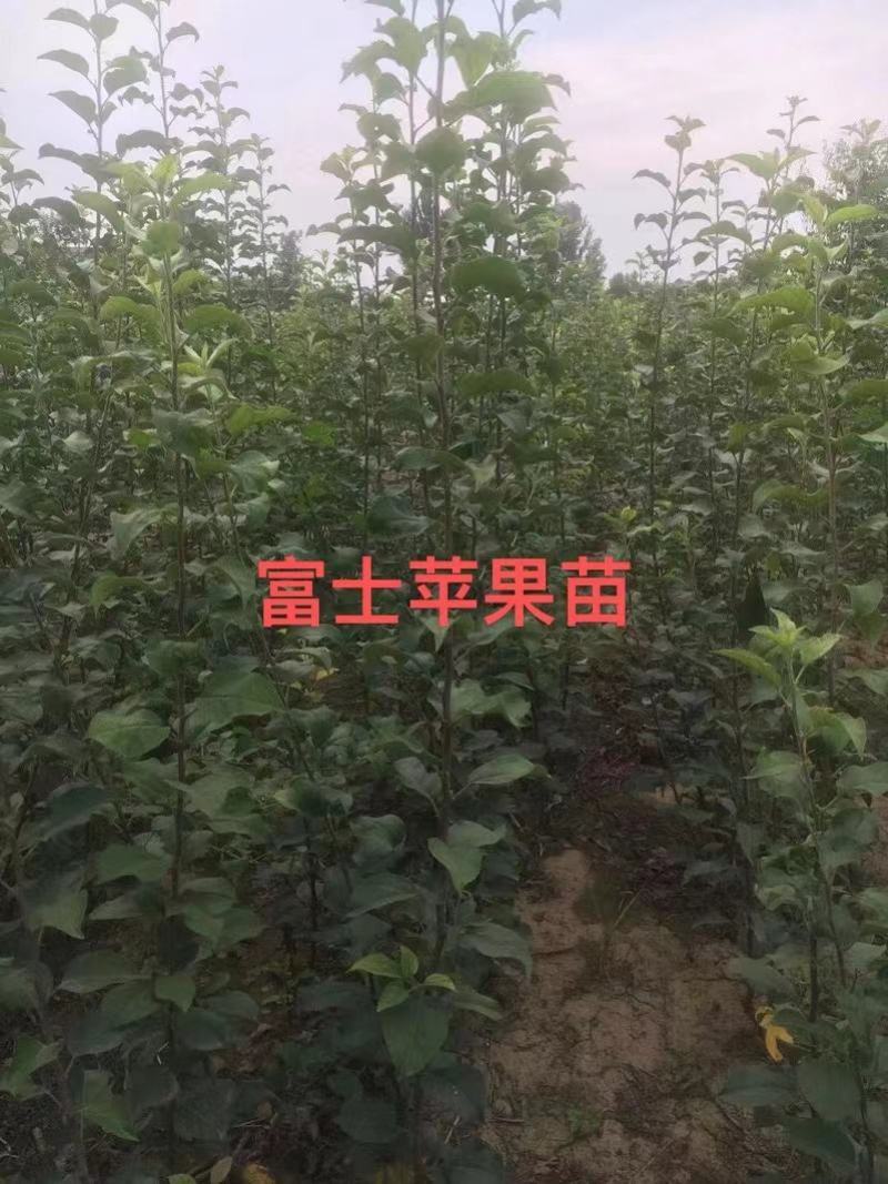 比烟富八还好的苹果～众成1号全红苹果苗，2年生挂小树帽苗