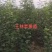 比烟富八还好的苹果～众成1号全红苹果苗，2年生挂小树帽苗