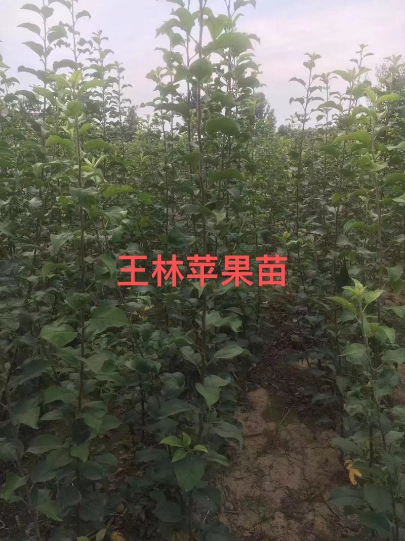 比烟富八还好的苹果～众成1号全红苹果苗，2年生挂小树帽苗