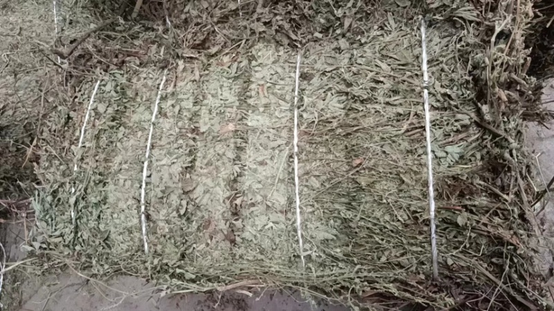 仙鹤草