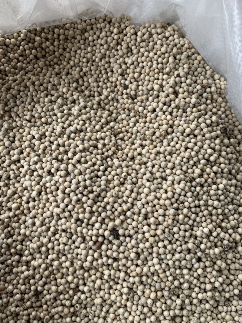 水洗白胡椒产地一手货源长期供应