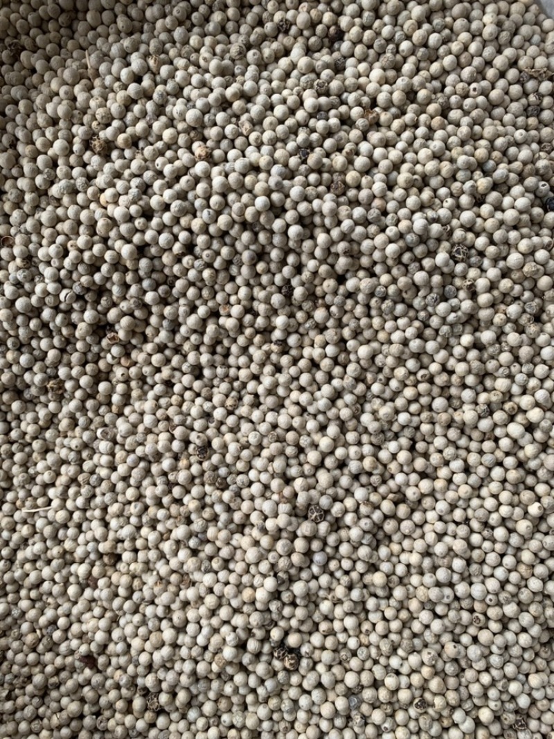 水洗白胡椒产地一手货源长期供应