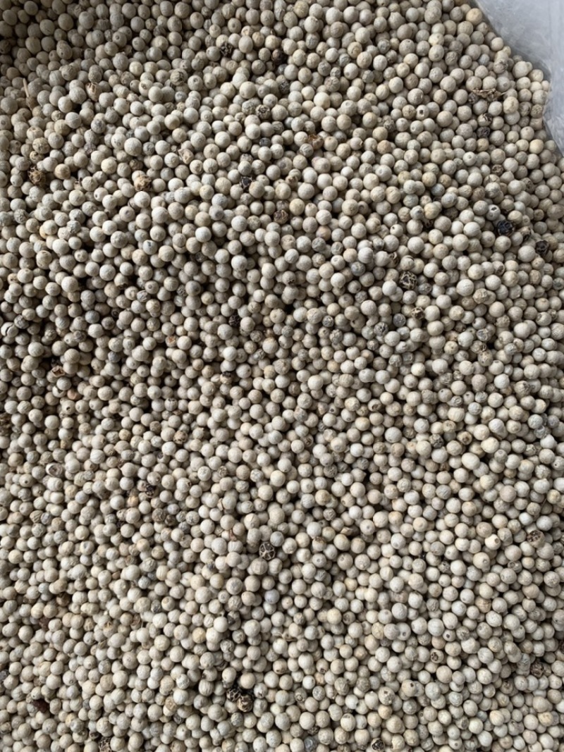 水洗白胡椒产地一手货源长期供应