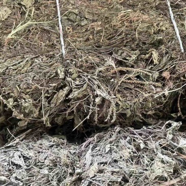 车前草