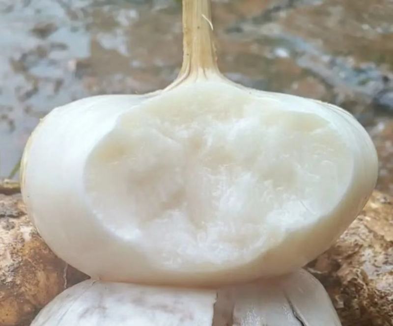 豆薯地瓜产地大量供应，货源充足，保质保量发货，随行就市