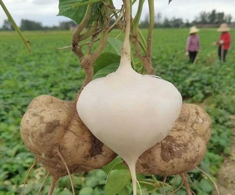 豆薯地瓜产地大量供应，货源充足，保质保量发货，随行就市