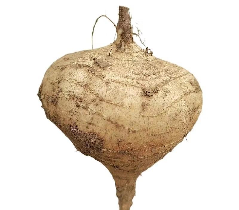 豆薯地瓜产地大量供应，货源充足，保质保量发货，随行就市