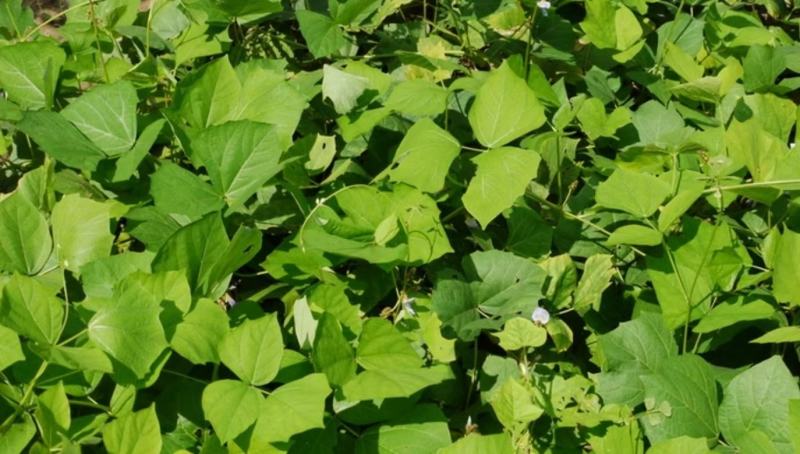 豆薯地瓜产地大量供应，货源充足，保质保量发货，随行就市