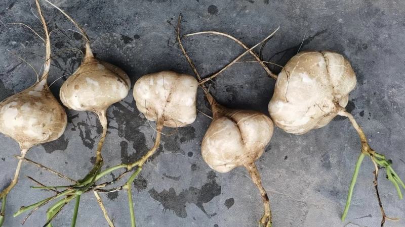 豆薯地瓜产地大量供应，货源充足，保质保量发货，随行就市