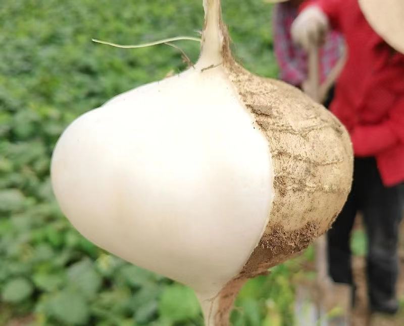 豆薯地瓜产地大量供应，货源充足，保质保量发货，随行就市