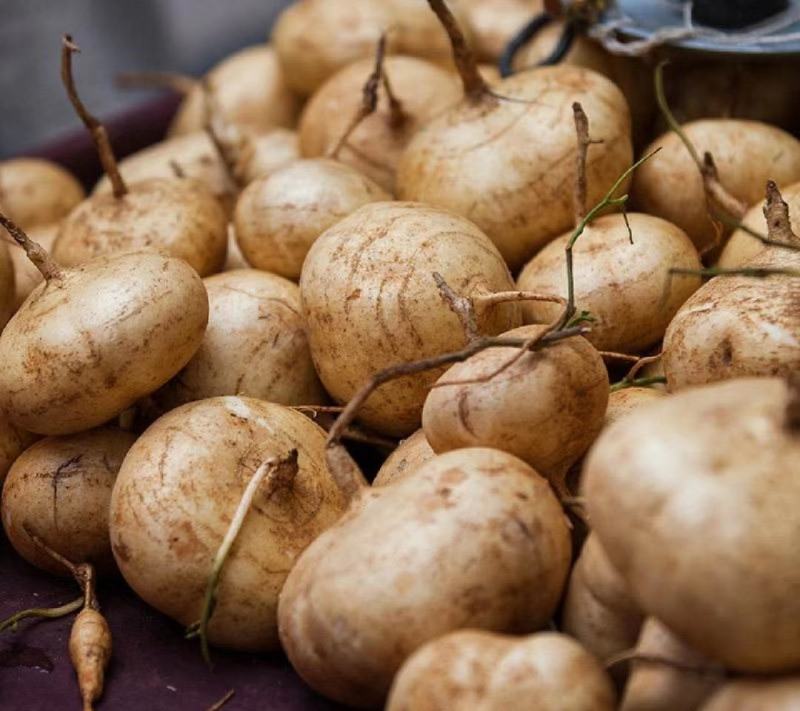 豆薯地瓜产地大量供应，货源充足，保质保量发货，随行就市