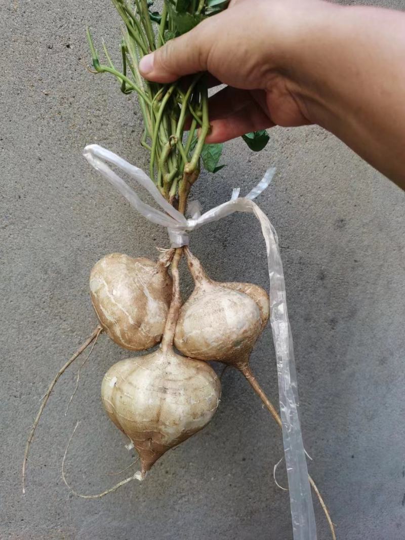 豆薯地瓜产地大量供应，货源充足，保质保量发货，随行就市
