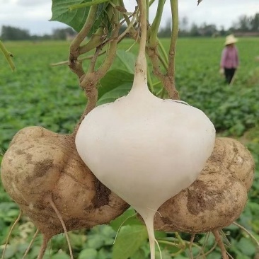 豆薯地瓜产地大量供应，货源充足，保质保量发货，随行就市