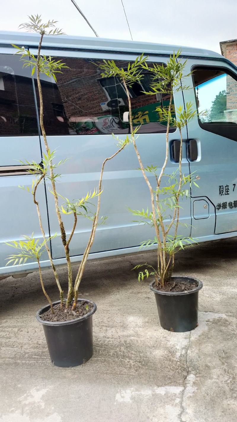 十大功劳（柳叶）