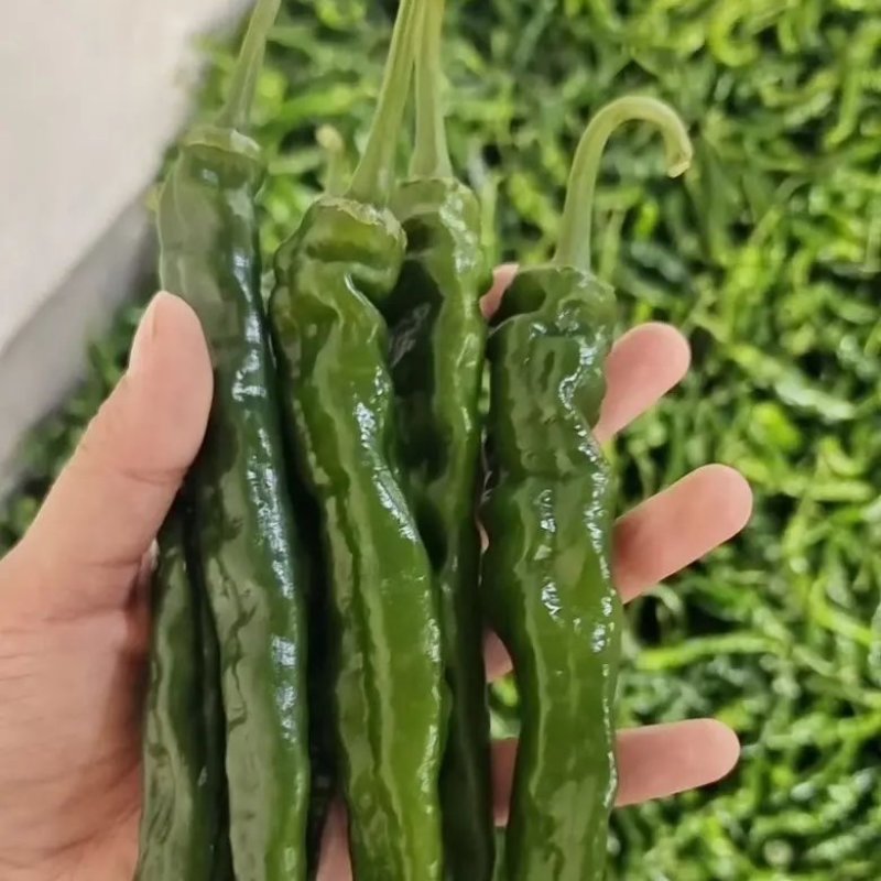 精品皱皮椒安徽皱皮椒保质保量可供市场商超电商