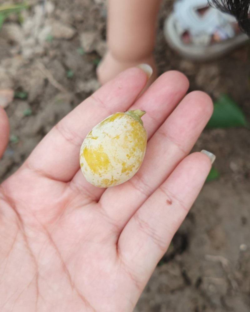 银杏果，白果