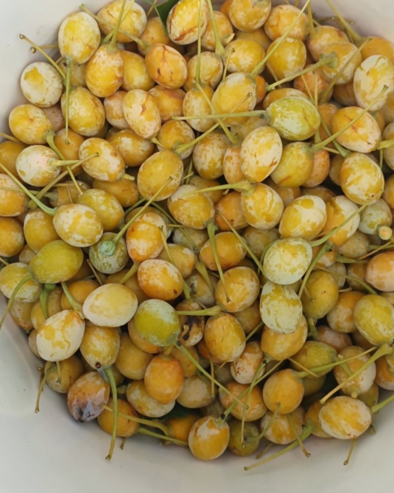 银杏果，白果
