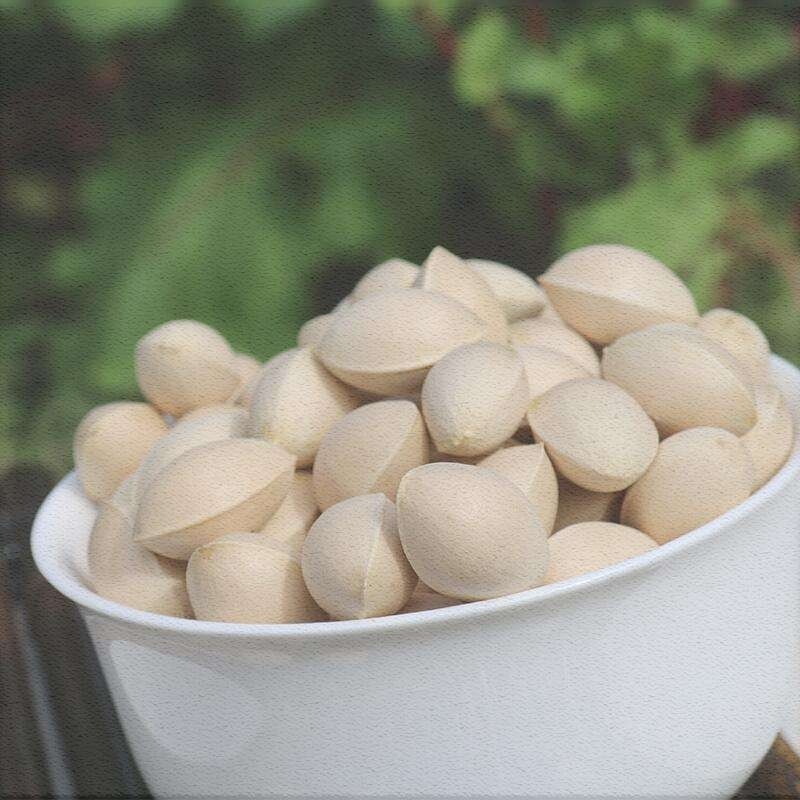 银杏果