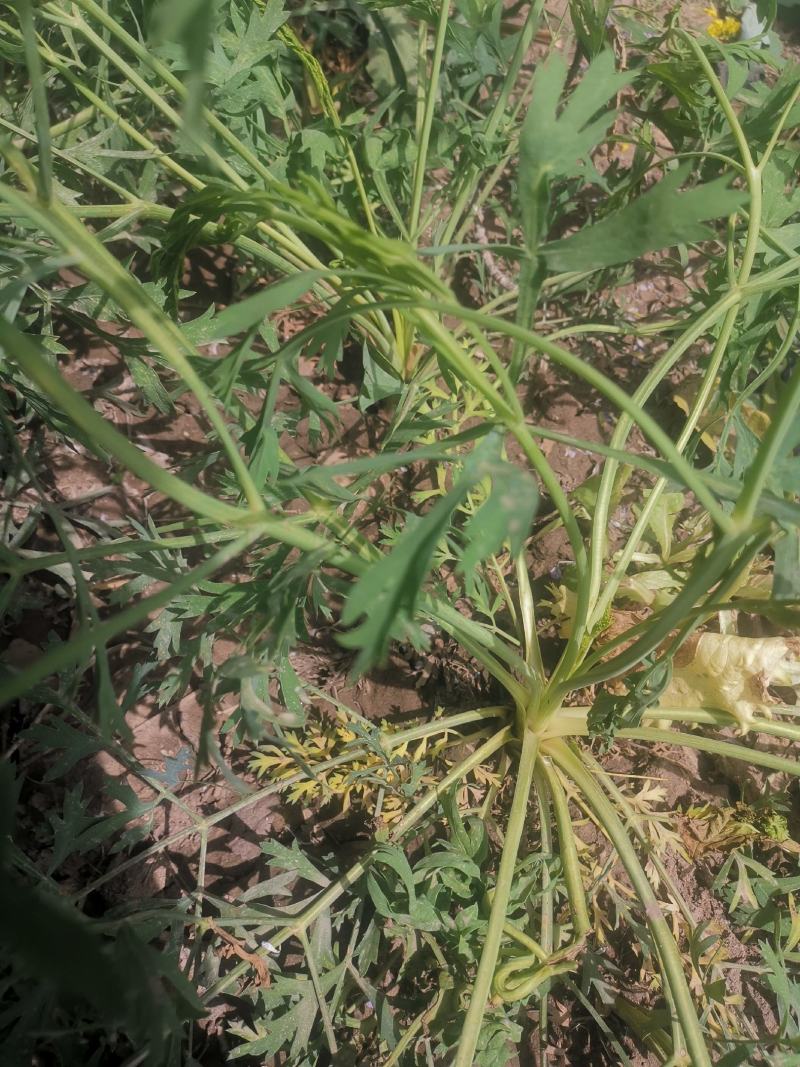 防风籽播防风通货品质优良农家种植当季新货欢迎联系