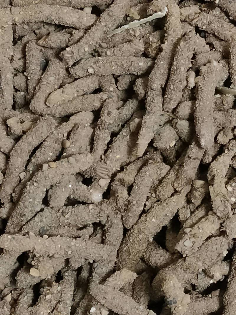 今早的蚂蚱卵有点肥哦，快下单哦