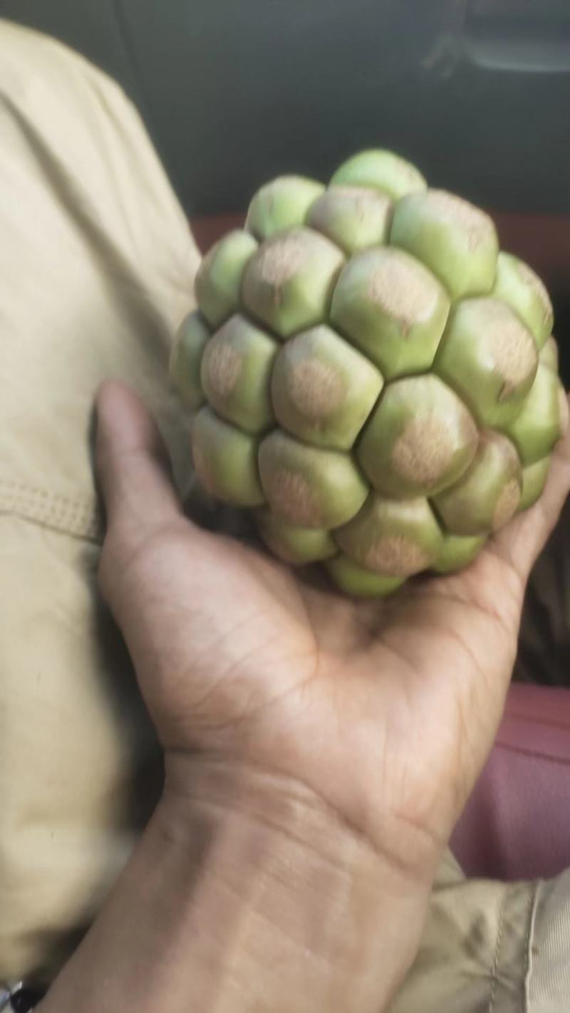 黑老虎